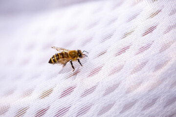 A bee on a man's clothes close-up. A bite of an insect. The bee crawls on the fabric.