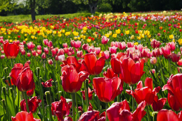 trip to Lithuania in spring,colorful tulip fields like in Holland