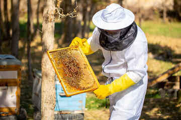 The beekeeper extracts honey from bee hives, holds the honeycomb in his hands, assessing the state of the honey. Beekeeping, wholesome food for health.