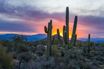 Close Up View Of Saguaro Cactus At Sunrise In The Arizona Desert