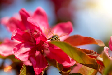 Bee collects nectar in flowers in sunlight