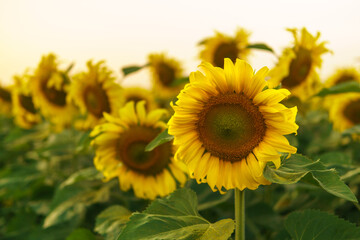 Obraz premium Sunflowers close-up with sunset background.