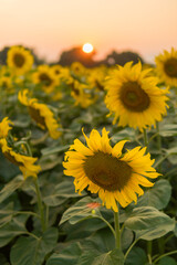 Obraz premium Sunflowers close-up with sunset background.