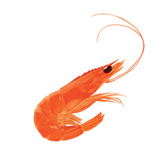 Shrimp icon. Boiled Prawn in shell on a white background. 