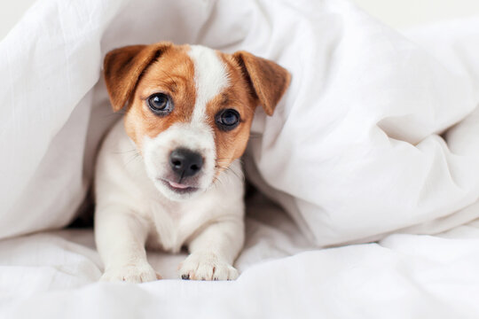 Puppy sleeps lying in white bed at home