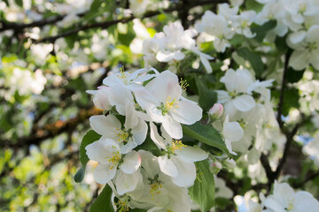 spring flowers on an apple tree