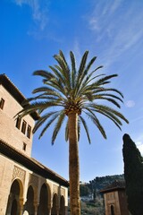 palmera en la alhambra