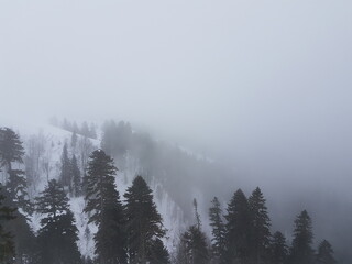 Foggy slope in the mountains covered with forest