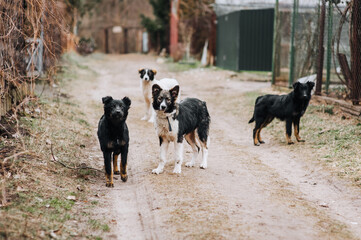 A family, a flock of hungry, shy, curious dogs are walking outdoors in nature. Animal photography.