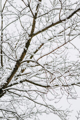 Fototapeta na wymiar Tree with white snow on the branches. Photography, beautiful winter nature.