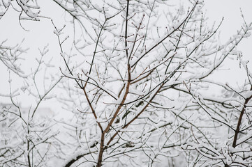 Tree with white ice snow on the branches in frost outdoors. Photography, beautiful winter nature.