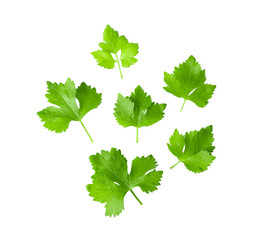 Celery leaf isolated on transparent png