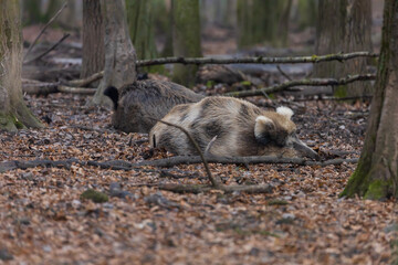 Wild boar - Sus scrofa - in the forest and by the in its natural habitat. Photo of wild nature.