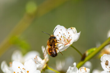 Bee on a flower of the white cherry blossoms. White flowers bloom in the trees. Spring landscape with blooming sakura tree. Beautiful blooming garden on a sunny day. Copy space for text.