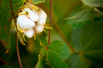The cotton plant is grown in the field for industrial purposes. Close-up cotton flower in the light...