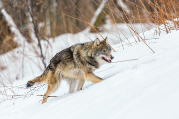 Timber wolf in snowy winter forest. Wild life landscape. European wolf Canis Lupus in natural habitat.
