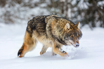 Fototapeta na wymiar Timber wolf in snowy winter forest. Wild life landscape. European wolf Canis Lupus in natural habitat.
