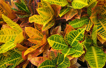 croton plant, red and orange colored croton plant leaves © hanohiki