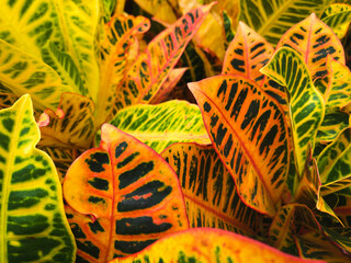 croton plant, red and orange colored croton plant leaves