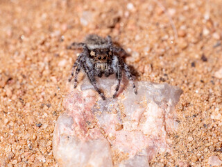 jumping spider on the ground