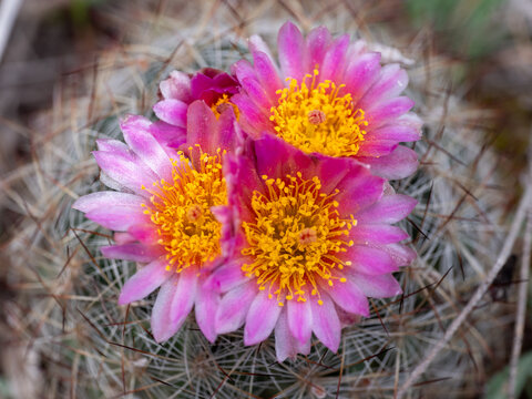 Mountain Ball Cactus Pediocactus simpsonii