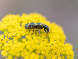 Ornate Checkered Beetle Trichodes ornatus