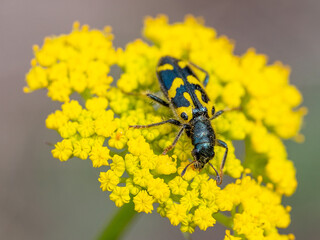 Ornate Checkered Beetle Trichodes ornatus