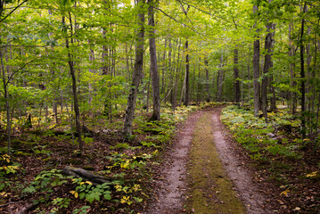 path in the forest