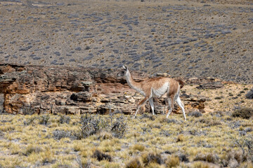 Guanaco in the Parque Patagonia in Argentina, South America