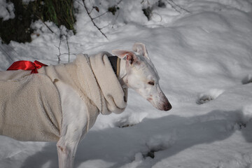 Alde the spanish greyhound in the snow with red bows 