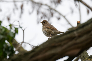 Fototapeta premium Grive musicienne -Turdus philomelos