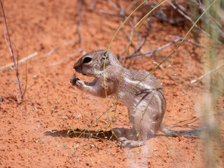 White-tailed Antelope Squirrel Ammospermophilus leucurus