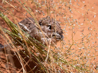 Fototapeta premium White-tailed Antelope Squirrel Ammospermophilus leucurus