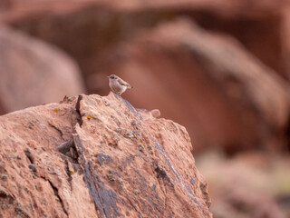 sparrow on a rock