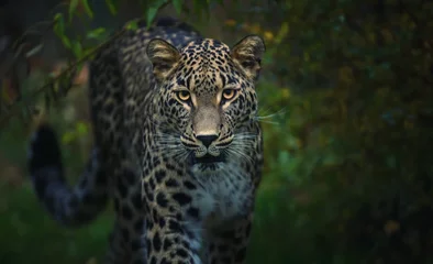 Gordijnen The rare Persian leopard hunts for prey quietly and watches. © Jiří Fejkl