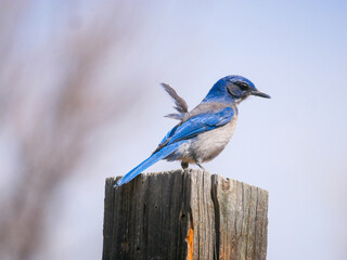 blue jay on a branch