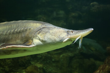 Obraz premium Sturgeon fish (kaluga, beluga) swim at the bottom of the aquarium. Fish underwater.