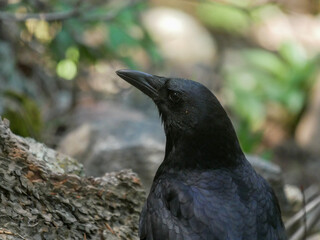 black raven on a rock
