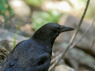 raven on the ground