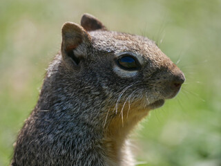 Rock Squirrel Otospermophilus variegatus in the park