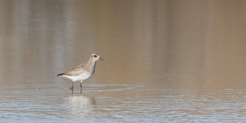 pluvier argenté - pluvialis squatarola