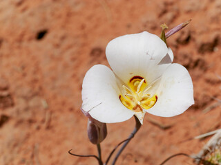 mariposa lily in the desert