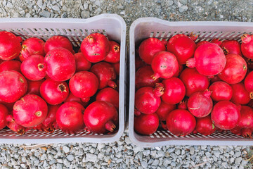 Ripe pomegranates on a farm in Limassol District in Cyprus island country