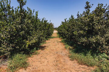 Fototapeta premium Mandarin orange trees on a farm in Cyprus island country
