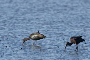 ibis facinelle - Plegadis falcinellus