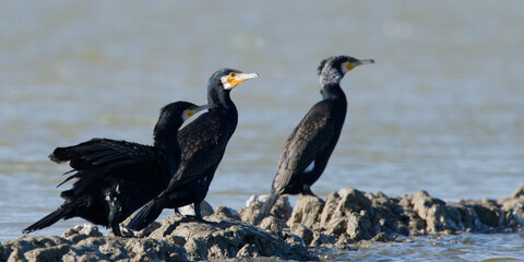 cormorang
