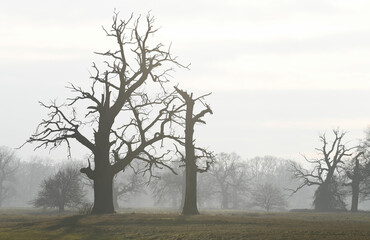 Fototapeta na wymiar Landscape in the park. Old trees.