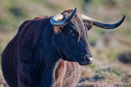 taureau de Camargue
