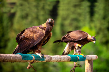 Golden eagle close up. The eagle sits on a perch against the backdrop of green mountains. The bird...