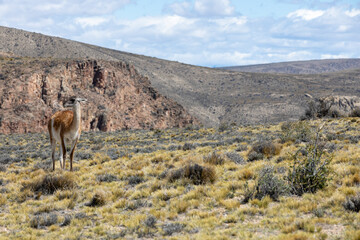 Guanaco in the Parque Patagonia in Argentina, South America